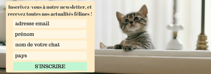 inscription_chatons